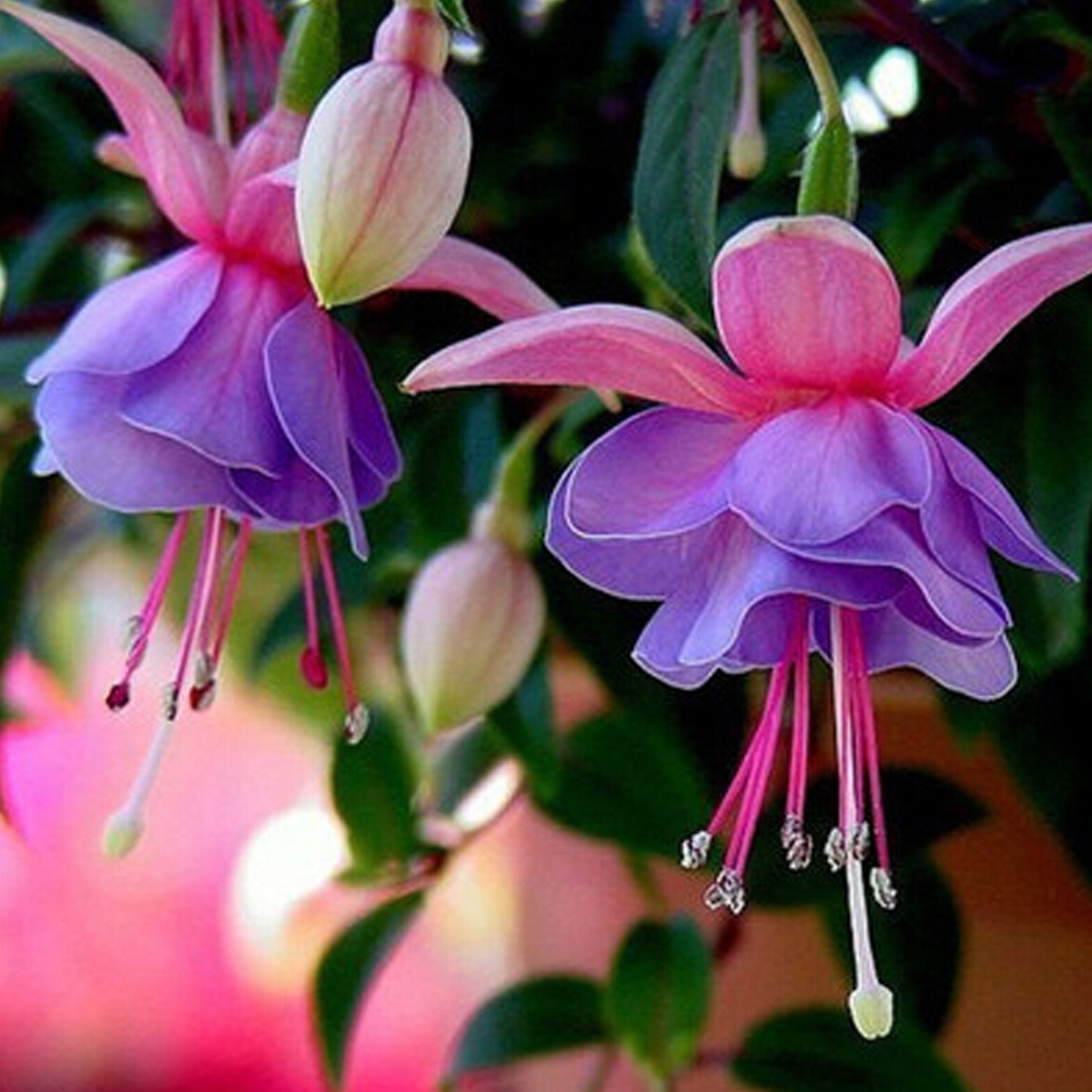 hardy bush fuchsia flower seeds golden bell forsythia home hardy bush fuchsia flower seeds golden bell forsythia home