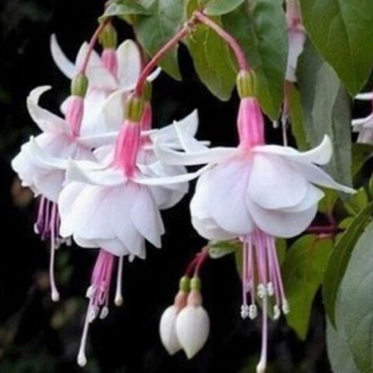 Hardy Bush Fuchsia Flower Seeds Golden Bell Forsythia Home
