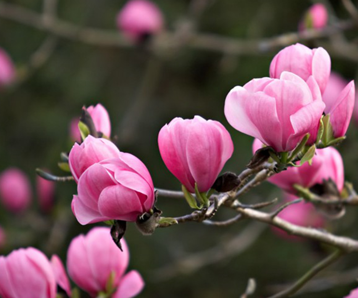 Cabin Air Filter Cost >> 100PCS Saucer Magnolia Magnolia soulangiana Fragrant Flowers Tree Seeds Garden | eBay Cabin Air Filter Cost >> 100PCS Saucer Magnolia Magnolia soulangiana Fragrant Flowers Tree Seeds Garden | eBay