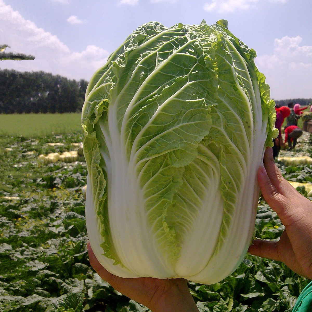 100pcs Tasty Chinese Cabbage Seeds Fresh Vegetable Plant Home Garden