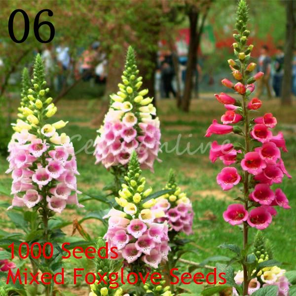 garten pflanzen blumen kaktus rasen gemüse samen saatgut 53 sorte garten pflanzen blumen kaktus rasen gemüse samen saatgut 53 sorte, Hause und garten