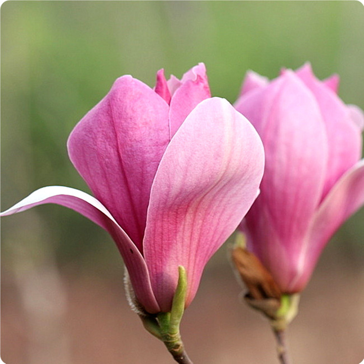 5pcs a pack purple saucer magnolia tree seeds flower home 5pcs a pack purple saucer magnolia tree seeds flower home