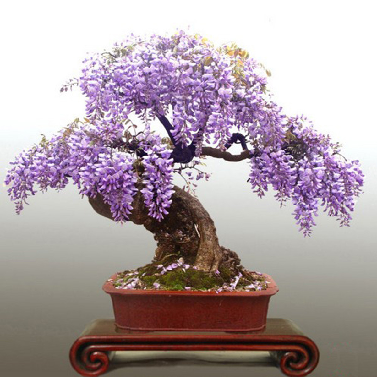 20pcs Beautiful Rare Purple Wisteria Flower Tree Seeds DIY Home Garden Bonsai | eBay