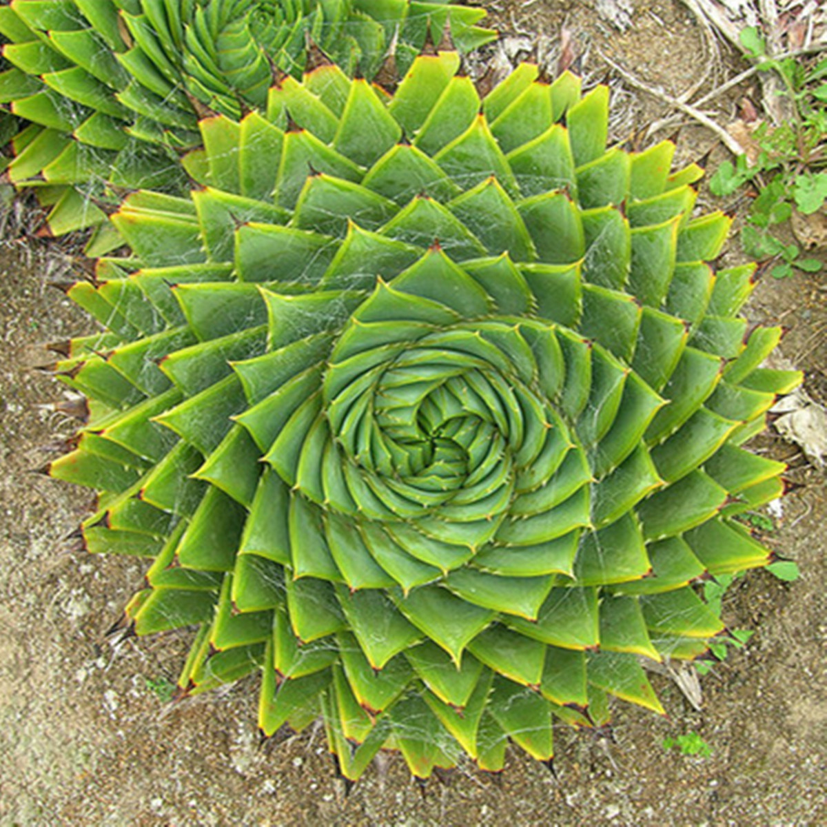10PCS Seeds Spiral Aloe - Aloe Polyphylla Home Garden Patio Decor Plant