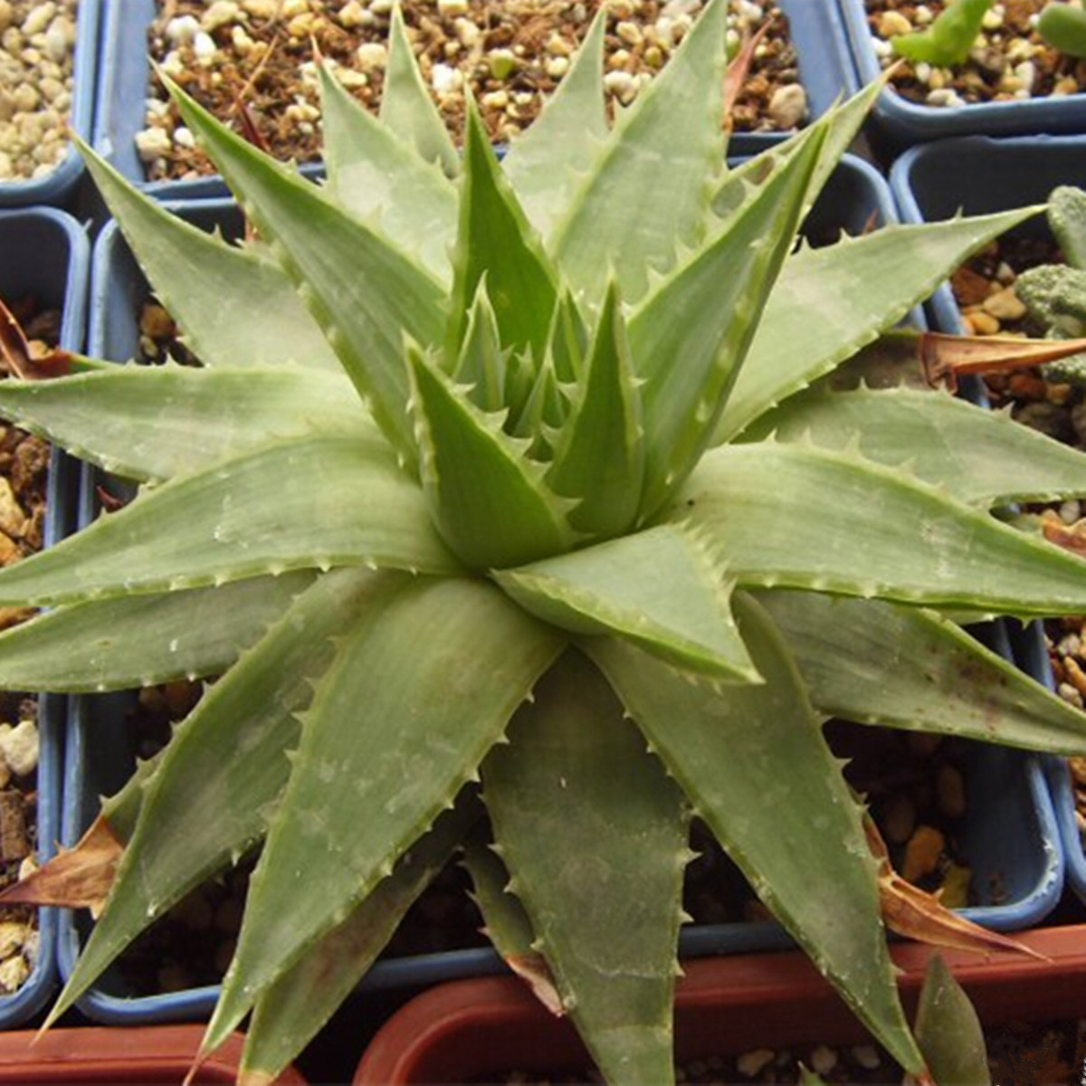 spiral aloe seeds for sale spiral aloe seeds for sale