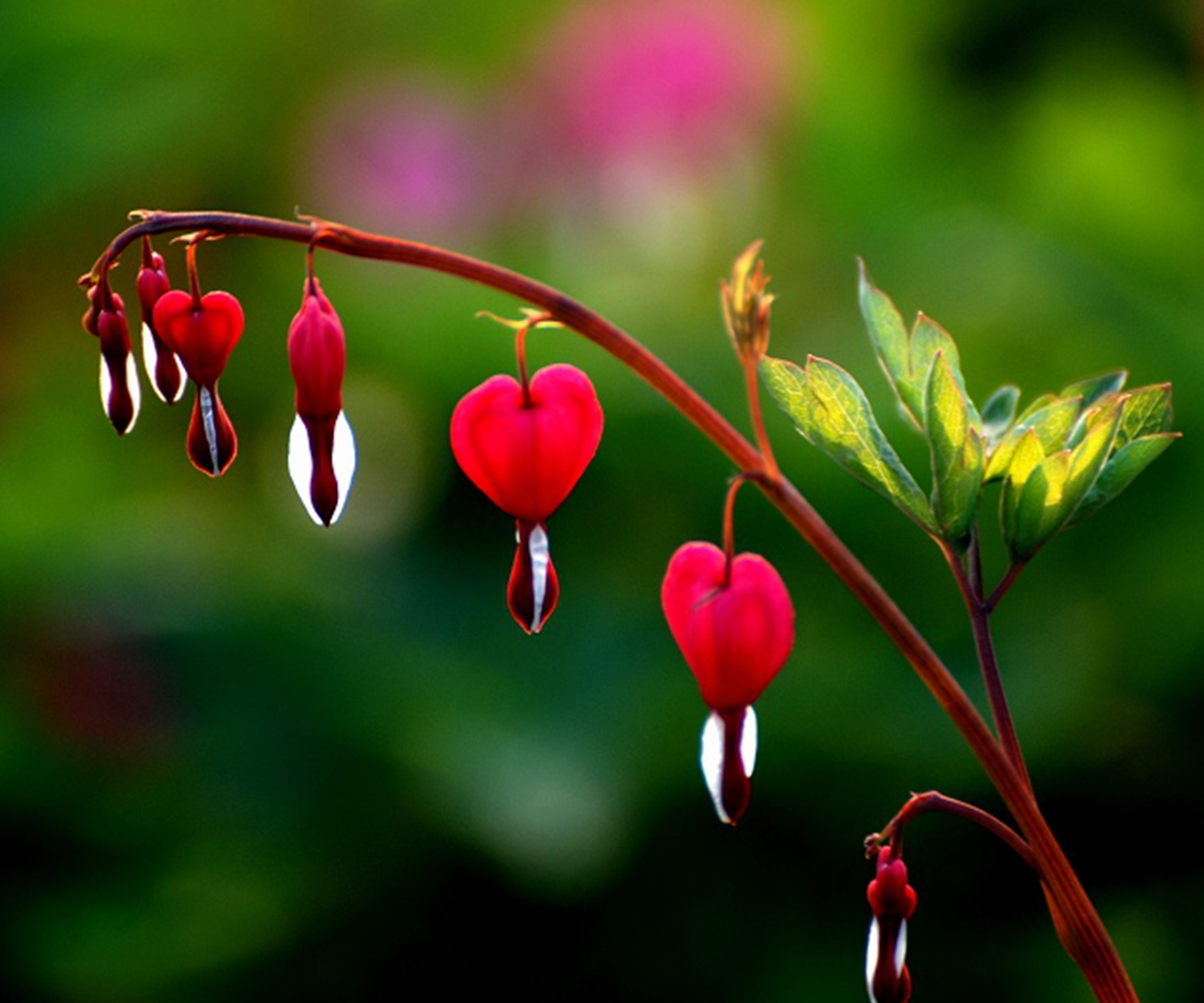 10X Perennial Herbs Dicentra Spectabilis Flower Plant