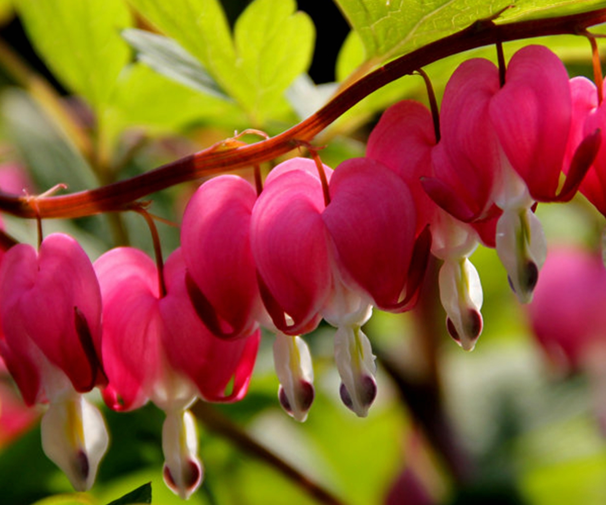 10 PCS Perennial Herbs Dicentra Garden Home Plant Bleeding
