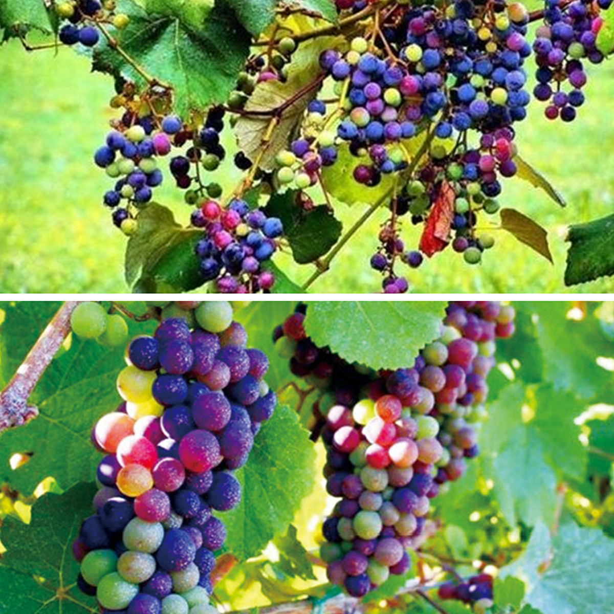 Rainbow grapes are a real thing - but they're really just normal grapes that are