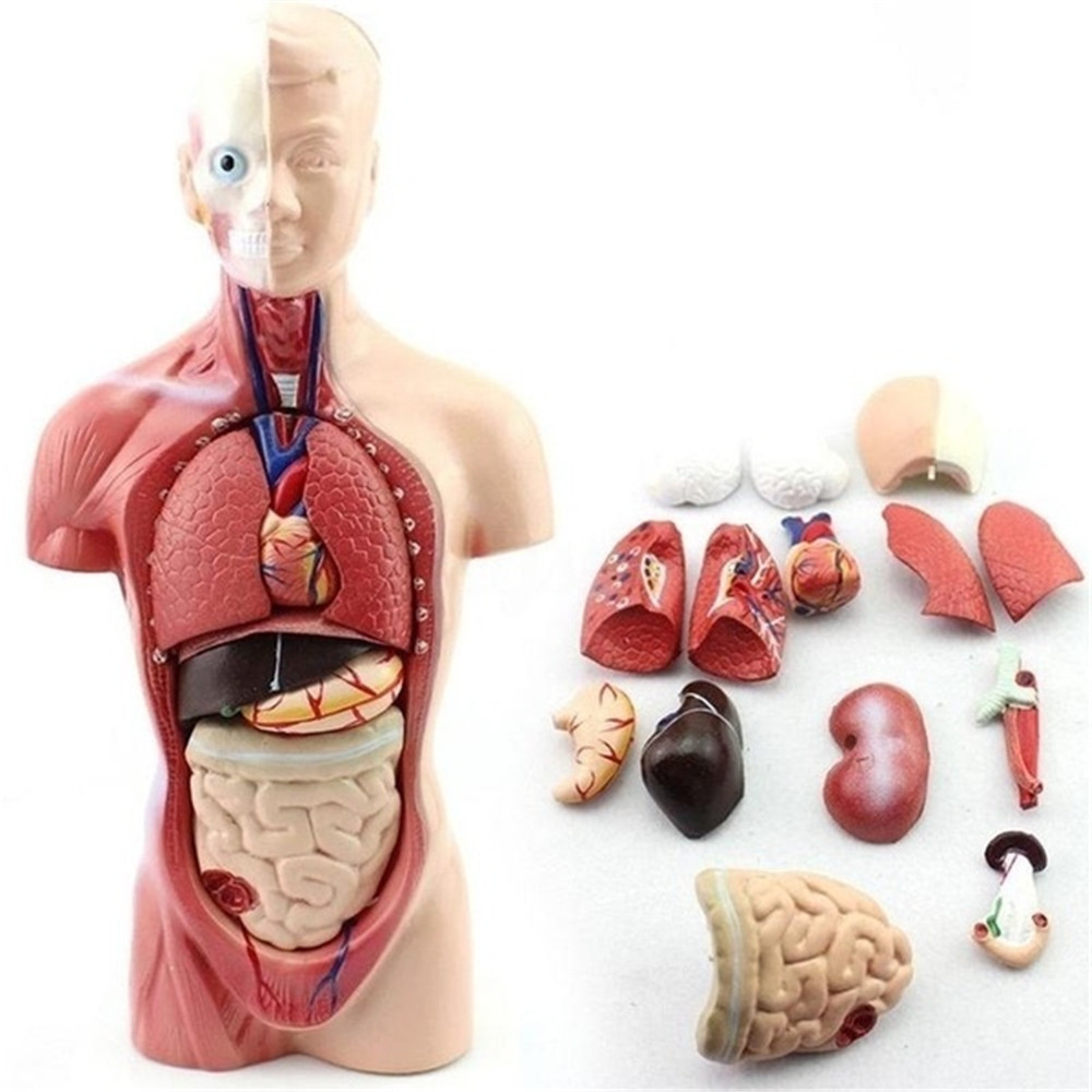 sino doll torso